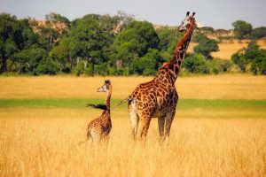 Two giraffes in tall grass in the African savanna