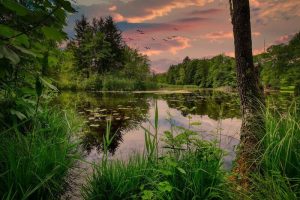 Beautiful mountain lake surrounded by conifer trees with birds flying above and an overcast sky.
